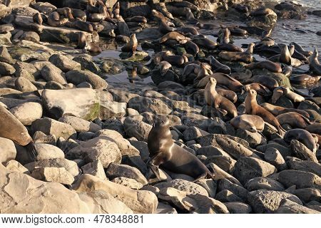 Many Sealion In Wildlife At Ocean. California Sealion In Wildlife Nature. Photo Of Sealion