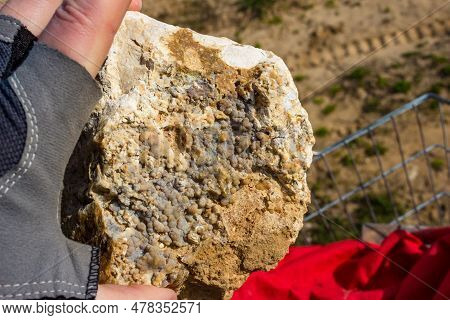Reniform Chalcedony On Flint Found On A Quarry, Rockhounding