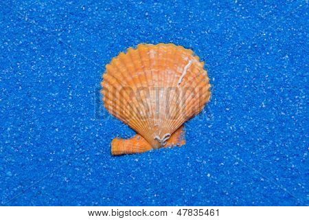 Shell på blå Sand