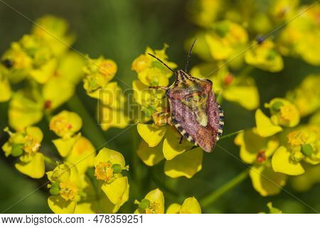 Close-up Of Carpocoris Mediterraneus, An Insect Of The Pentatomidae Family, Perched On A Yellow Milk