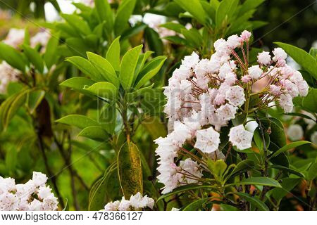Broad-leaved Kalmia Latifolia Berglorbeer, Heatherericaceae Family, Pink Flowers.
