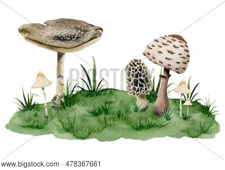 Amanita Panther Cap Poisonous Mushrooms, Toadstool And Fungus Growing On Green Hill With Grass Water