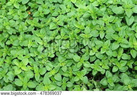 Oregano Plants Or Origanum Vulgare Top View. Oregano Plant. Oregano Is A Culinary Herb, Used For The
