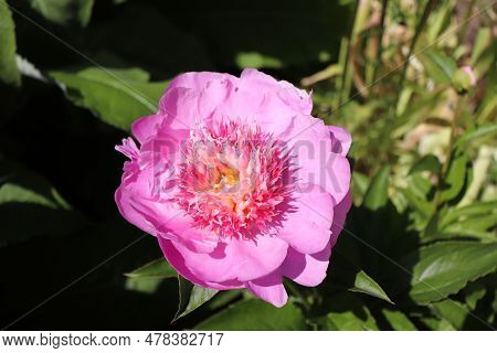 Peonia Fancy Nancy. Peony In The Garden. Shot Of A Peony In Bloom Works Perfectly With The Green Bac