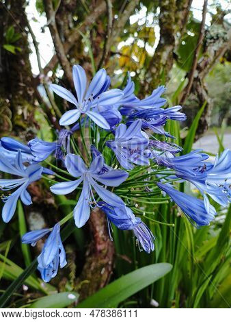 Bali Island, 24 June 2023 :agapanthus Africanus Flower, Commonly Known As African Lily, Is A Species