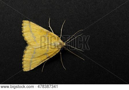 Agriopis Aurantiaria, The Scarce Umber, Is A Moth Of The Family Geometridae They Are Nocturnal Moths