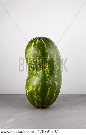 Long Deformed Ugly Watermelon On Grey Background. Double Conjoined Watermelon. Concept - Food Waste 