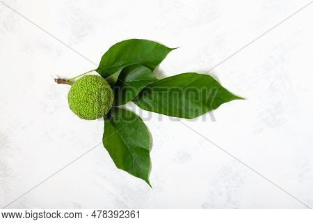 Maclura Pomifera Fruit With Green Leaves On Light Grey Background. Maclura Fruit Or Adam's Apple Use