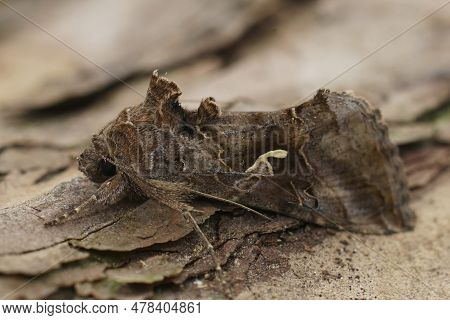 Natural Closeup On The Common Silver-y Owlet Moth, Autographa Gamma Sitting On Wood