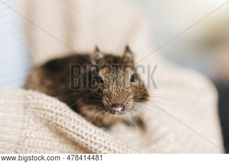 Young Girl Playing With Cute Chilean Degu Squirrel.  Cute Pet Sitting On Woman's Hand