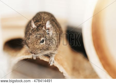 The Degu Squirrel, A Domestic Pet.  Little Cute Gray Mouse Degu.