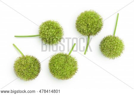 Fruit Of Sycamore Plane Tree Isolated On White Bacground. Top View. Flat Lay