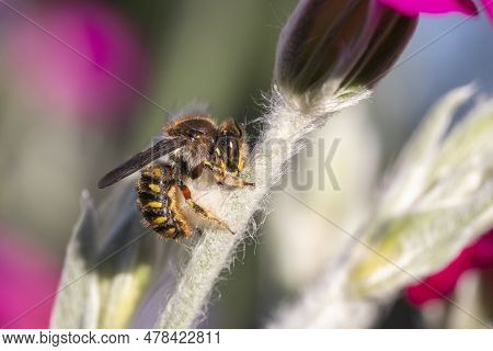 Close-up Of A Wool Carder Bee (anthidium Manicatum) On Rose Campion (lychnis Coronaria)