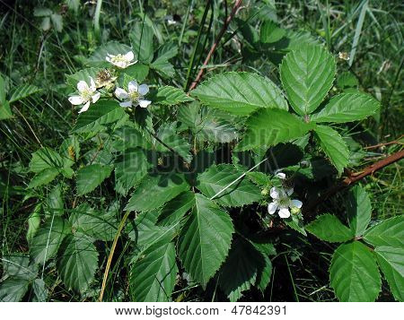 Rubus fruticosus.