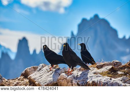 Bird Pyrrhocorax Graculus Stands Calmly On A Rock Against The Backdrop Of Beautiful Views Of The Dol