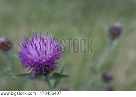 Natural Closeup On The Purple Flower Of A Knapweed, Centaurea Jacea In A Meadow