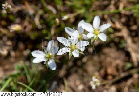 Leadwort (minuartia Verna) Flowers