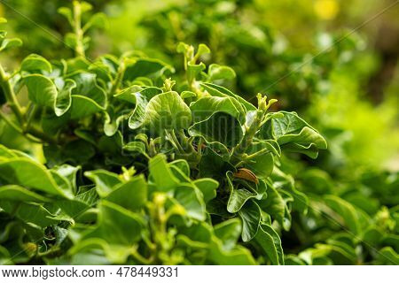 Common Ivy Hedera Helix Close-up, Family Araliaceae