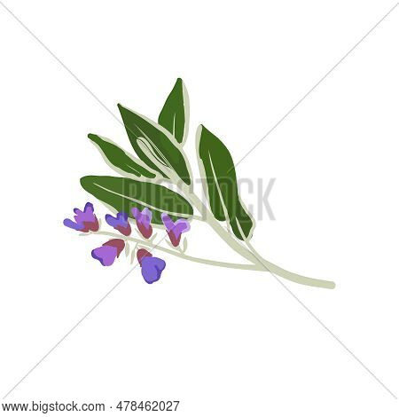 Clary Sage Aromatherapy Herbs For Essential Oils Collection, Nature Branch Leaves.