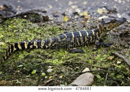 Gator dětské