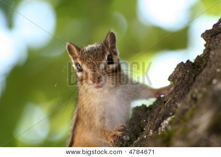 Chipmunk