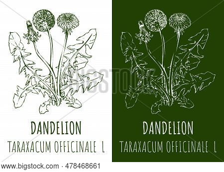 Drawings Common Dandelion. Hand Drawn Illustration. Latin Name Leontodon Taraxacum L.
