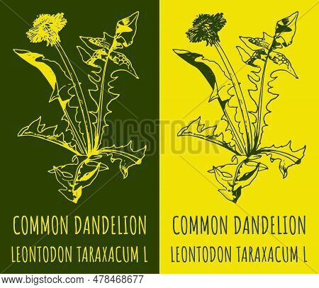 Drawings Common Dandelion. Hand Drawn Illustration. Latin Name Leontodon Taraxacum L.