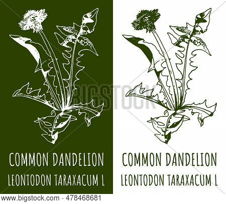 Drawings COMMON DANDELION. Hand drawn illustration. Latin name LEONTODON TARAXACUM L.