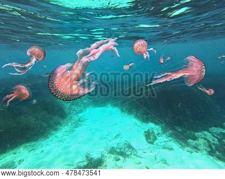 Dangerous Jellyfish Pelagia Noctiluca Under Water Surface Spread In The Mediterranean And Become A P