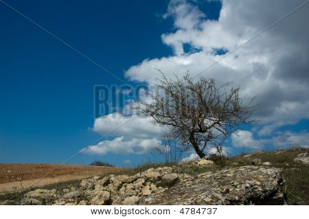 Jeden strom