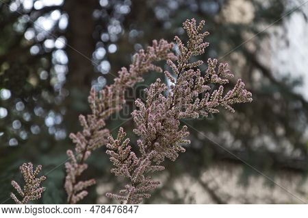 Details From Tamarix Meyeri Boiss Flowering Shrub In The Garden, Sofia, Bulgaria