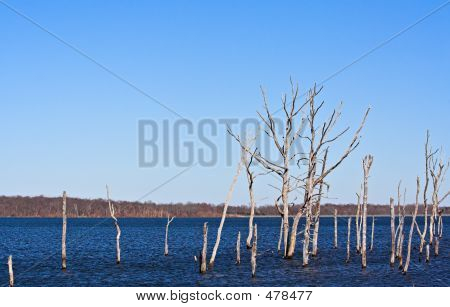 Dead Trees 2