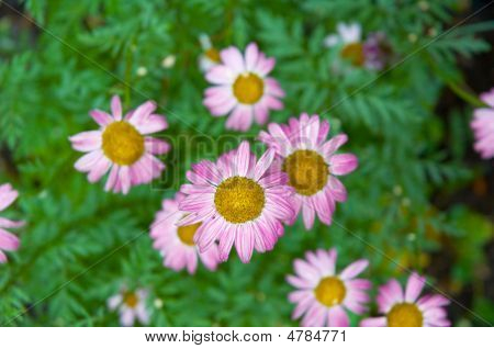 Camomiles