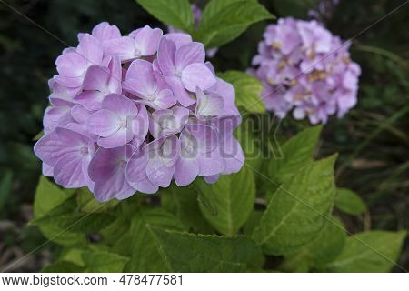 Natural Closeup On A Colorful Purple Mophead Hydrangea Macropylla In The Garden