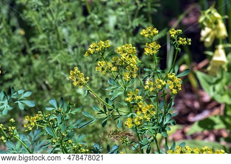 Ruta Graveolens, Commonly Known As The, Common Rue Or Herb-of-grace, Is A Species Of Ruta Grown As A
