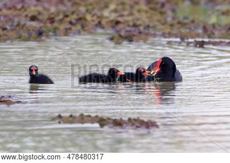 Common Gallinule (gallinula Galeata) Caring For Its Young In The Pond