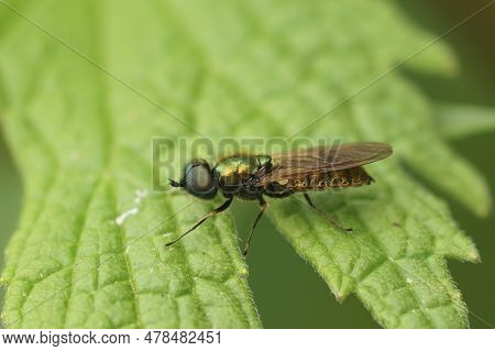 Detailed Closeup On A Colorful Broad Centurion Fly, Chloromyia Formosa , Sitting On A Green Leaf In 