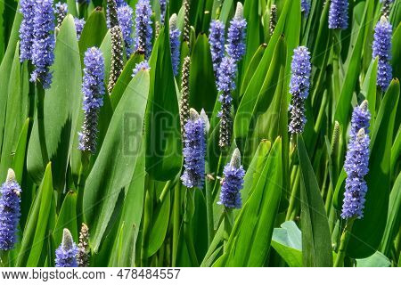 Pontederia Cordata Blooming With Blue Flowers (latin - Pontederia Cordata)