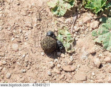 Two Dung Beetles Roll Their Round Dung On The Ground In The Nahal Amud National Natural Park In West