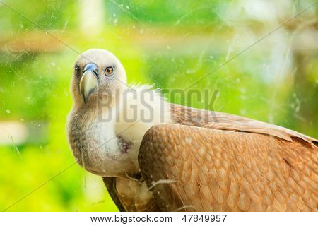Griffon Vulture