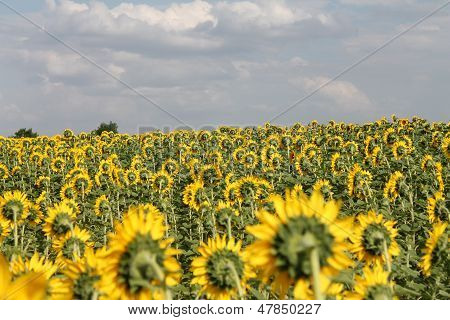 girassóis