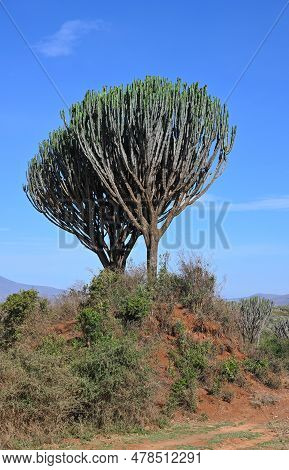 Trees Of Africa. Candelabra Tree (euphorbia Candelabrum) Growing Along The Road. Kenya.