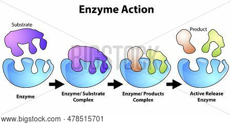 Scheme Of Enzyme Action On A Substrate, 3d Rendering