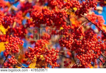 Autumnal Red Fall Rowan Branch. Selective Focus Of Red Fall Rowan. Fall Season With Red Rowan