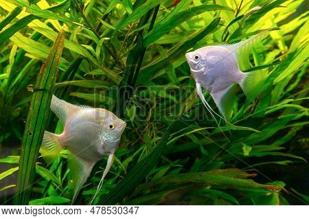 Tropical Fish Pterophyllum Scalare Altum, Angelfish Swimming In Aquarium Water Wtih Green Algae. Two