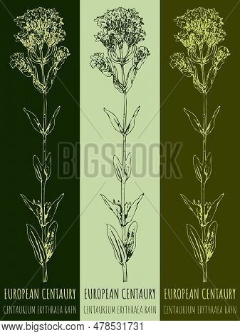 Drawings Common Centaury . Hand Drawn Illustration. Latin Name Centaurium Hill.