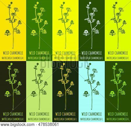 Set Of Vector Drawing Of Wild Chamomile In Various Colors. Hand Drawn Illustration. Latin Name Matri