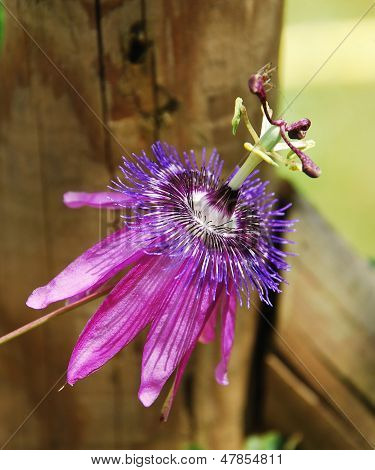 Lavanta Bayan Passiflora