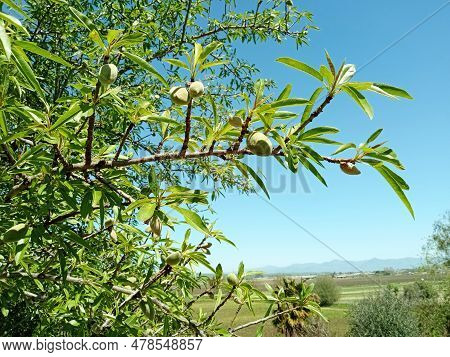 Branch Of The Almond Tree (prunus Dulcis) With Ripening Nuts. California, Usa
