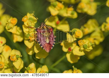 Close-up Of Carpocoris Mediterraneus, An Insect Of The Pentatomidae Family, Perched On A Yellow Milk